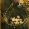 Terri Unger - "The Morning Gather" (Ipswich, MA)
