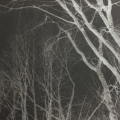 Gail Erwin - "Winter Dream" (Maynard, MA)