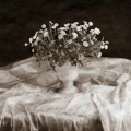 Jacqueline Webster - "Chamomile" (Golden, CO)