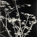 Jeanne Hauser - "Lunagram I" (San Francisco, CA)