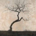 Jim Rohan - "The Apple Tree in Winter" (Wakefield, MA)