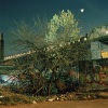 gowanus_wild_spring_tangle