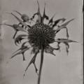 Michelle Smith-Lewis - "Portrait of a Bee Balm Flower #1 (Seattle, WA)