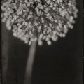 Michelle Smith-Lewis - "Portrait of a Leek Flower #2 (Seattle, WA)