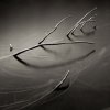jan5web
