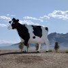 cow1