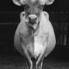 cow2