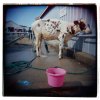 cow3