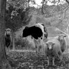 cow5