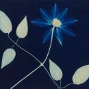 Tafi Brown (Alstead, NH) - "Clematis"