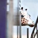 Amy Becker (Madison, NJ) - "Giraffe Head"