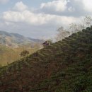 Bob Horowitz (Pelham, MA) - "Xishuangbanna, China, 2012"